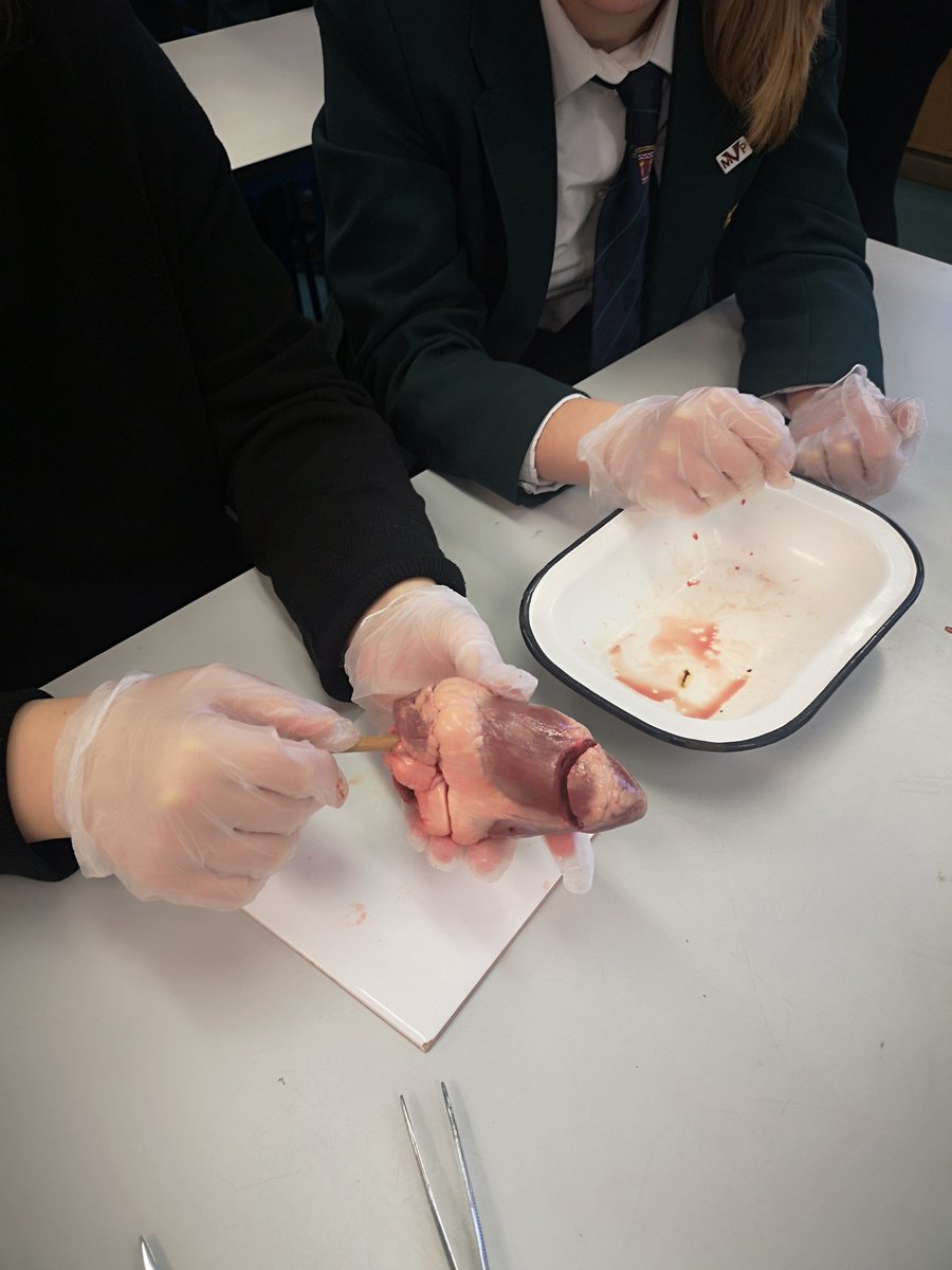 HazleheadBio's tweet photo. Heart dissections with one of our National Bio classes this morning. This was their Xmas present. Don't say we're not good to you...❤️ https://t.co/kOJW8jOyF3