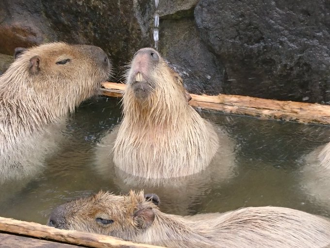 カピバラ温泉のtwitterイラスト検索結果 古い順 カピバラ温泉のtwitterイラスト検索結果 古い順
