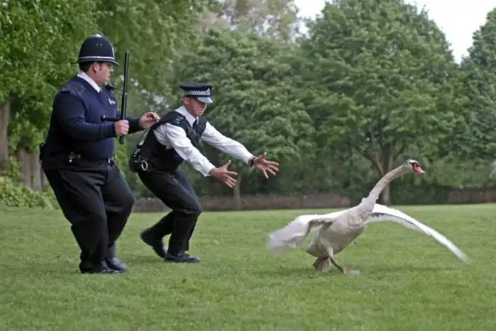British police trying to catch the drone #gatwick