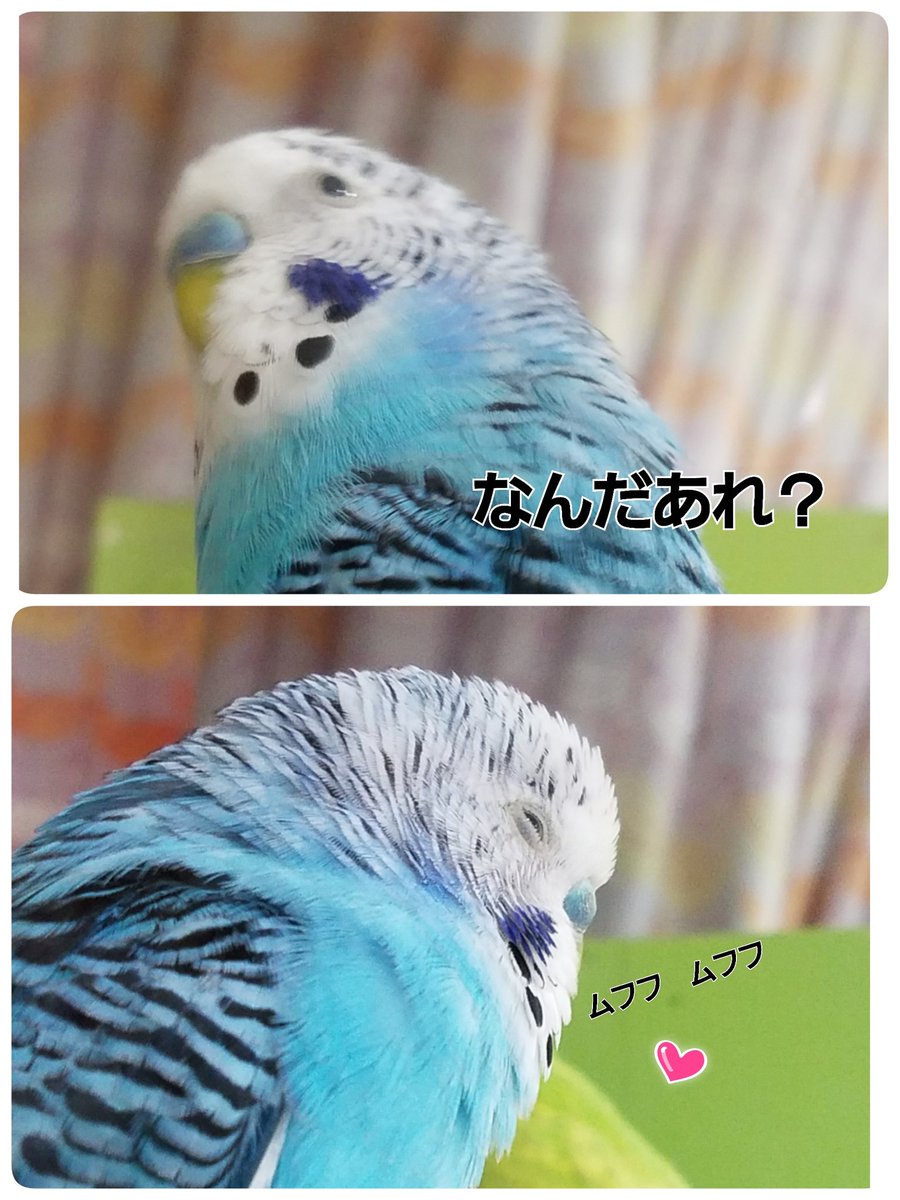 札幌小鳥の広場