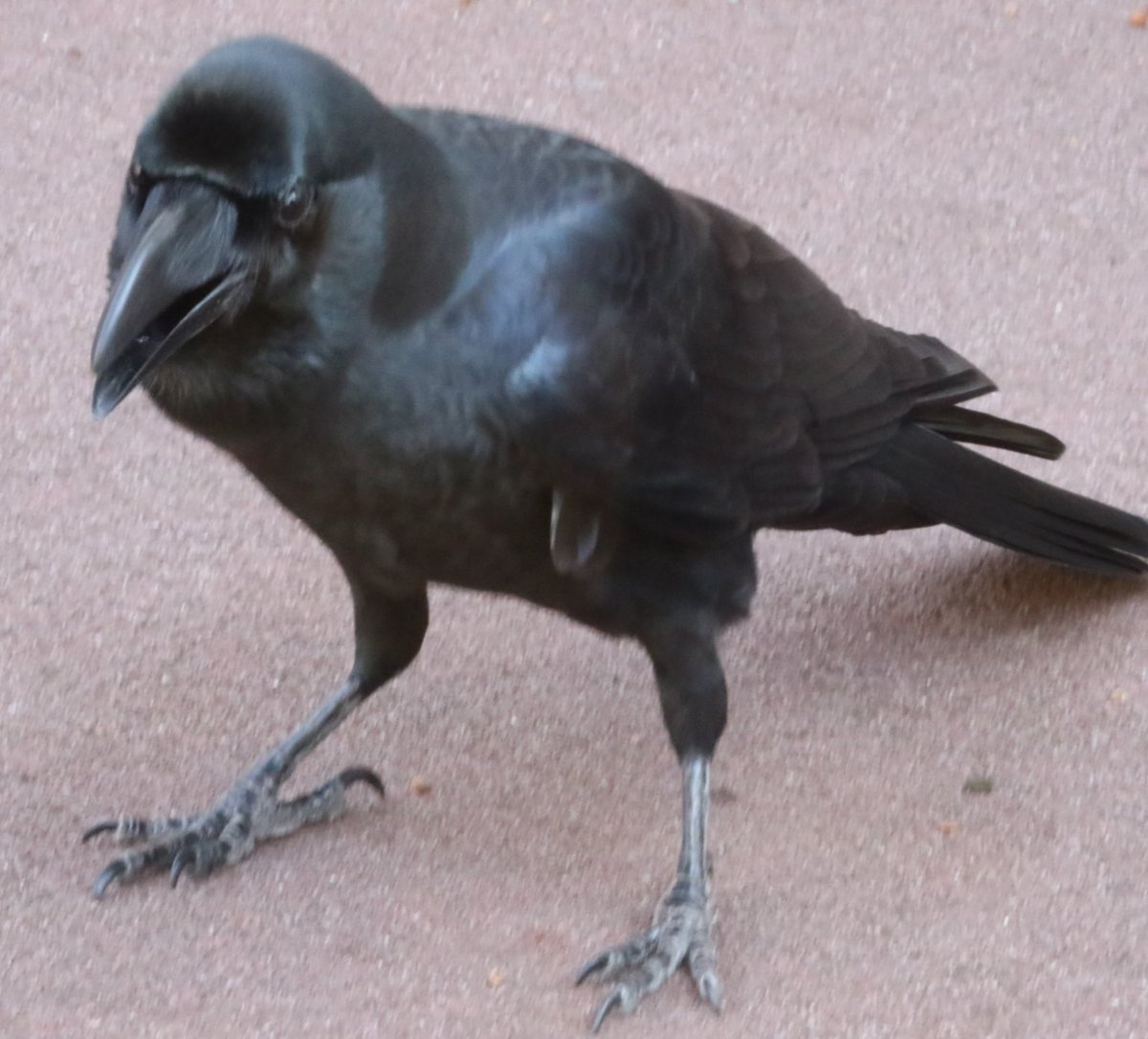 メグ Twitterren リーリー シャンシャン 上野動物園 カラス先輩 観覧手前の警備員さんに このカラスはリーリーの友達で 頭や肩に乗っても怒られないンだよと教えてもらいました きっとシャンシャンの近況を伝えに行っているんだね 上野動物園のカラスは何故か