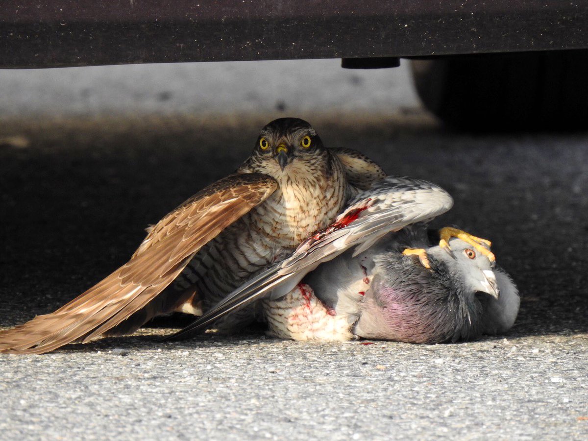 マツダケン 次は8月横浜予定 ぐうぜん目の前でトンビが鳩を獲っていて慌ててカメラで撮ってみた これは絵にしたいねぇ 車の下に入っちゃったのがもったいないけど いい写真撮れた気がする あとは猫 岩合さんみたいな写真撮れるようになりたいねぇ