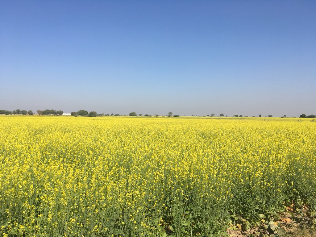 NavdanyaBija's tweet photo. Women keepers of seed &amp; traditional food of Rajasthan protecting &amp; #conserving our #biodiversity #heritage for the #health and #wellbeing of the people and the planet #bijaswaraj #seedsovereignty #annaswaraj #foodsovereignty @drvandanashiva @NavdanyaInt @occupytheseed @Andreleu1 https://t.co/E6HEBXBcrE