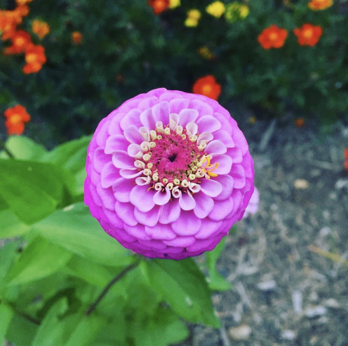 floratimelapse's tweet photo. Throwback to my perfect zinnia last year #zinnia #tbt #flowers #satisfying #geometry #nature #naturephotography #photography https://t.co/UEdBivN4Pf