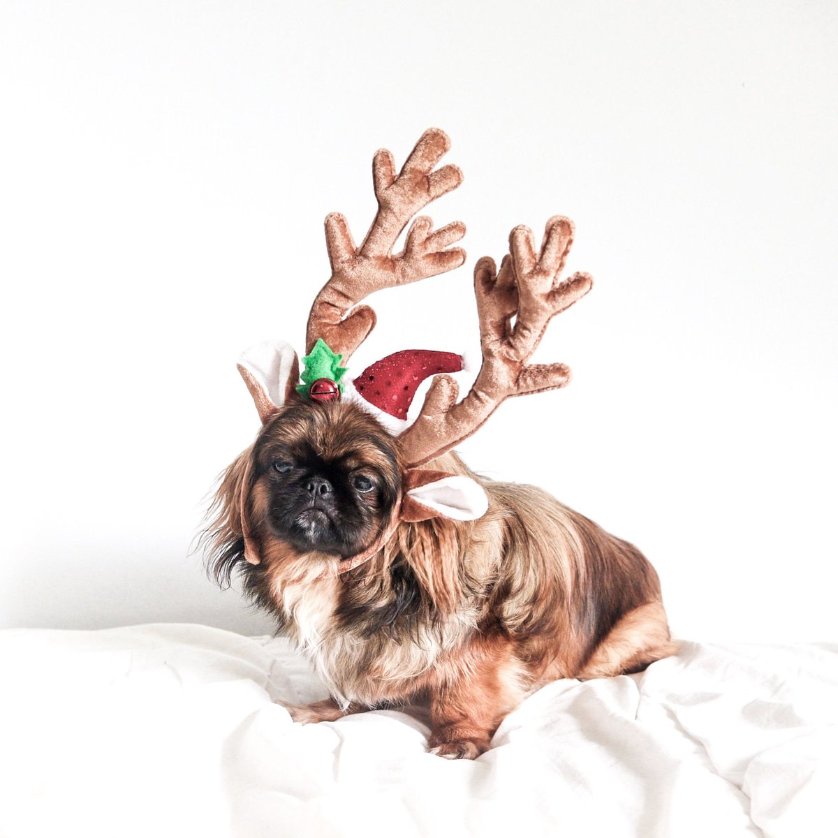 AwksIntrovert's tweet image. May your Festive Season be as awesome as Zara in these reindeer antlers 😂🎄🎉
-
#pekingese #reindeer #reindeerantlers #festiveseason #getfestive #bemerry #christmas #christmasshoot #dogsofinstagram #happychristmas