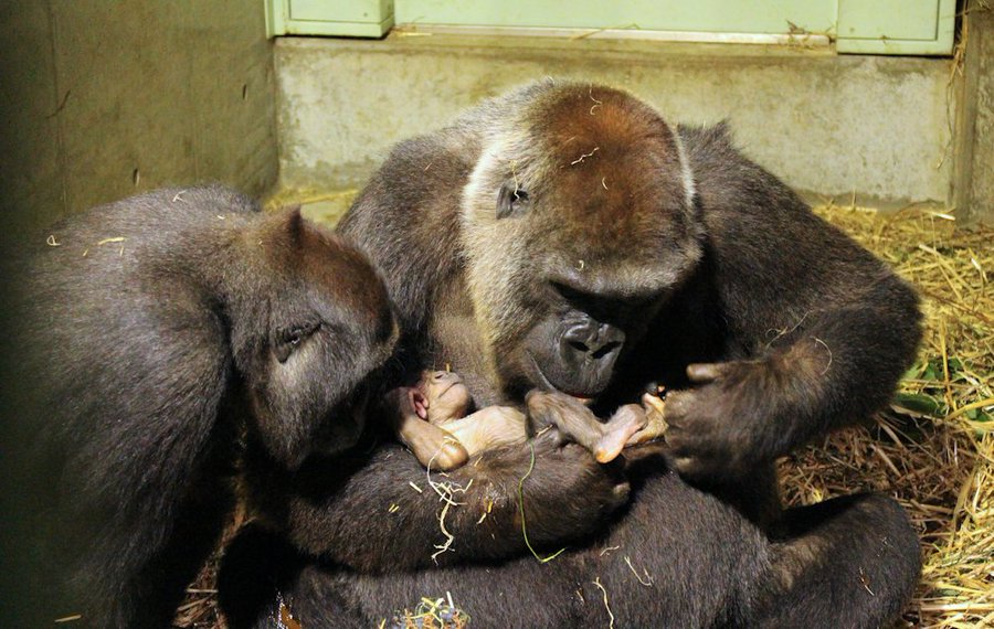 9月24日は世界ゴリラの日 知っているようで知らないゴリラについてのおもしろ豆知識 動物を知るメディア アニシル