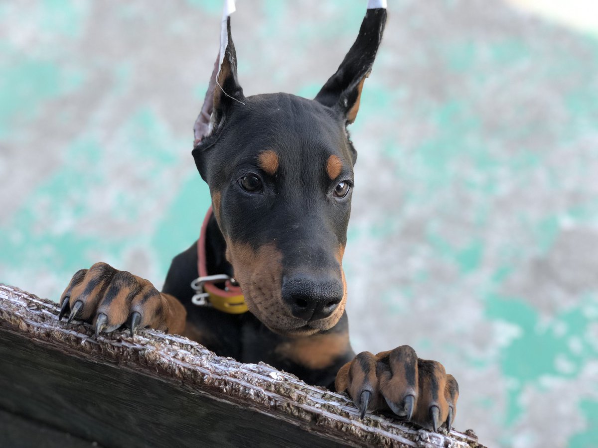 フレッシュ ドーベルマン 警察 犬 画像動物フリー