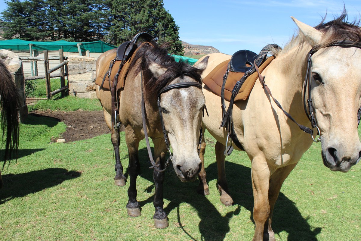 SANParks's tweet photo. Spend time in the majestic Maluti Mountains, hiking, horse-riding, exploring caves and much more. Book now for a 50% discount on long stay camping at selected camps: https://t.co/vAjgSE6cRB https://t.co/t2GDIlgd7U