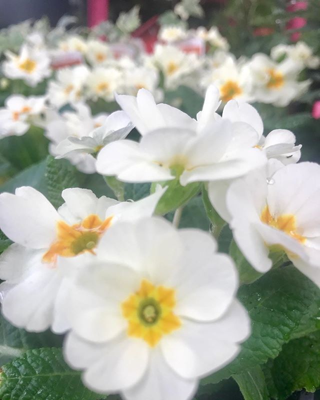 A sea of white primroses ❤️.
.
#localplants #giftthatlives #primroses #padstow #kernow #treviskergardencentre #boutiquegardencentre #white #plantsofinstagram #plantsmakepeoplehappy #plantstagram #flowers #flowerstagram ift.tt/2EwlosF