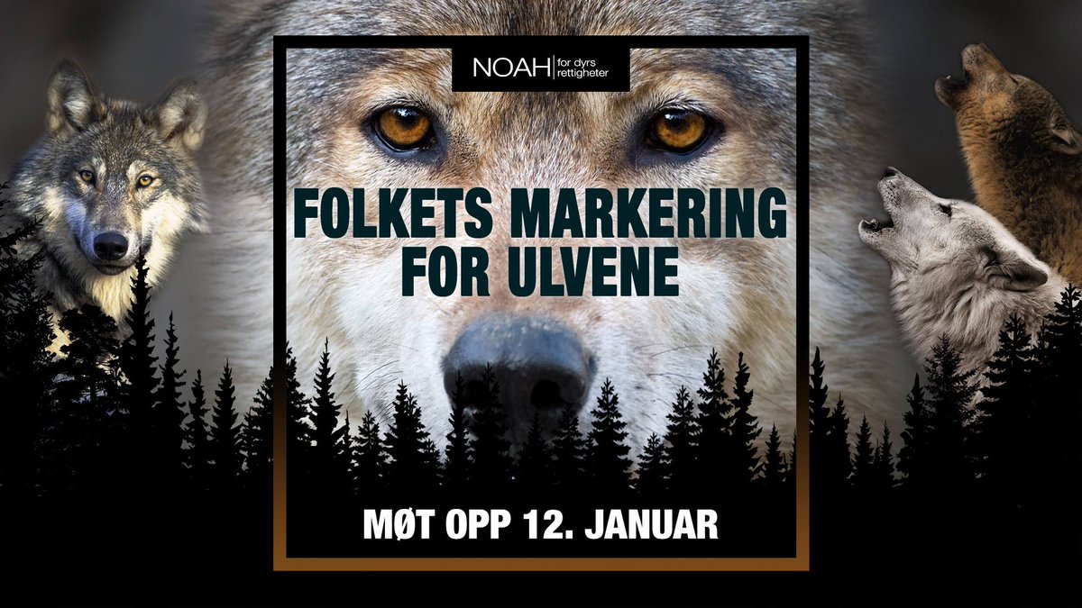 NOAH arrangerer en stor markering mot regjeringens stadig mer dyre- og naturfiendtlige rovdyrpolitikk lørdag 12. januar kl 13:00 på Eidsvolls Plass. Ulvebestanden er kritisk truet, og NOAH fortsetter kampen for rovdyrene i Norge. Still opp for å kreve en bedre rovdyrpolitikk!