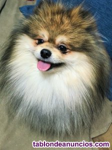 Queridos peludos tweet media
