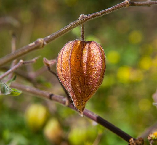Un #superalimento con un nombre muy especial. Se cultiva desde el periodo precolombino y hoy es considerado uno de los cinco mejores alimentos producidos en el Perú para la salud. ¿Ya sabes cuál es? ↓ ↓ ↓
peru.info/es-pe/superfoo…
#juevesdeSuperfoods #superfoodsperú