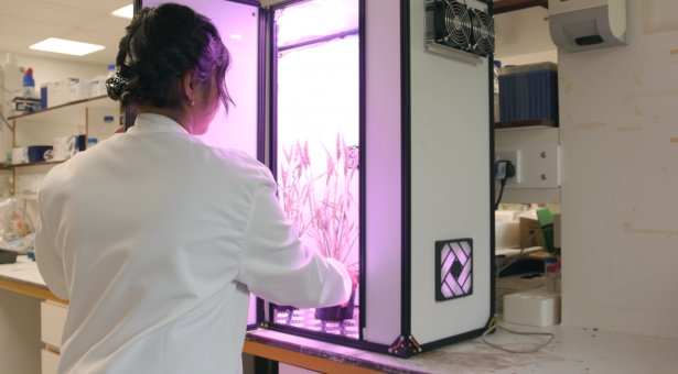 _OpenPlant's tweet image. Check out the December edition of the OpenPlant Newsletter:
#OpenMTA launch, democratising speed breeding with @sreyag_ &amp;amp; @skar85, birth of a new photosynthetic chassis with @homesmith9, cats on #catnip with @OConnor_lab &amp;amp; a job in the @AnneOsbourn1 lab mailchi.mp/152eee834517/o…