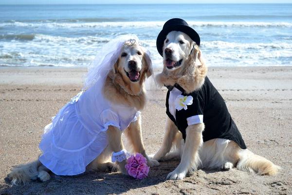 dgsolutiontips's tweet image. Happy Day,
Tag your friends who need to see this cutie
Don't forget to follow us for a daily dose of FRENCHIES cuteness!
#dog #puppy #cute #pets #animal #animals #dogsitting #photooftheday #ilovemydog #nature #dogoftheday #lovedogs #lovepuppies #hound #adorable #doglover