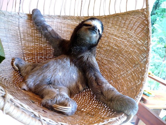 docsloth's tweet image. 3-toed #sloths are the most well-known and recognized of living sloths. The most famous is Buttercup, the matron mascot (or diva, according to @haupt) of the Sloth Sanctuary in Costa Rica. She's also the oldest known living sloth!
#Buttercup4Prez
#7daysofSlothmas