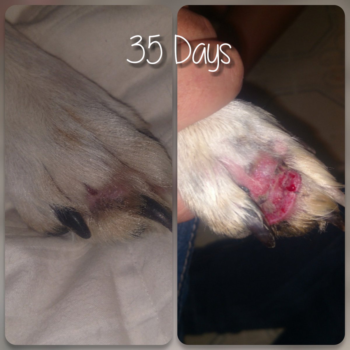 Equaide's tweet image. It's hard to tell what is real and what is fake on the internet🙃 (we get it)! At Equaide we are vocal about our REAL healing results! We help equine, canine, livestock and more through their toughest injuries. For more information, visit equaide.com or DM us💗