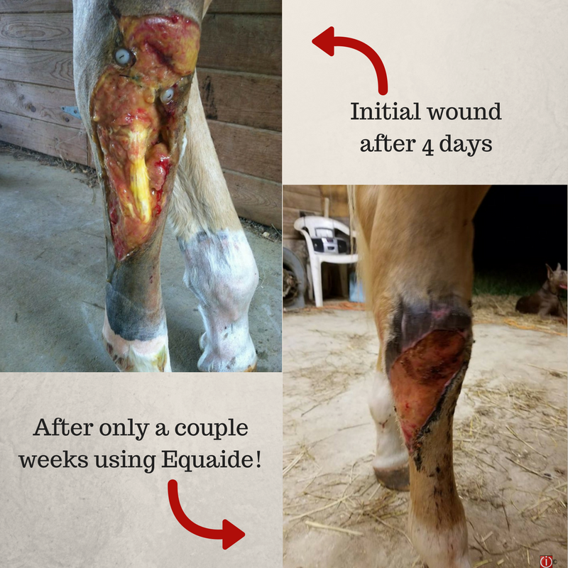 Equaide's tweet image. It's hard to tell what is real and what is fake on the internet🙃 (we get it)! At Equaide we are vocal about our REAL healing results! We help equine, canine, livestock and more through their toughest injuries. For more information, visit equaide.com or DM us💗