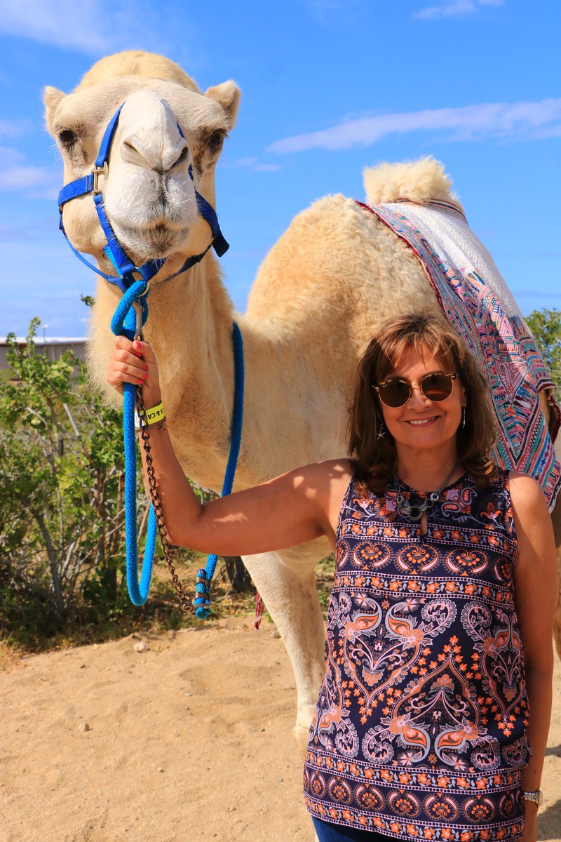 kellystilwell's tweet image. Loved meeting the Cabo camels with @cabo_adventures! #GnomadsTakeOverCabo #CaboAdventures #LivingMyAdventure