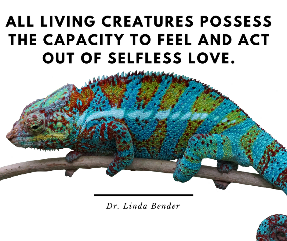 #protectanimals #savewildlife 
#loveanimals #animallovers #animalwisdom