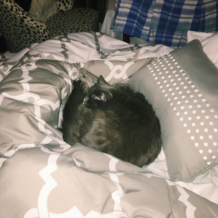 one_fluffy_cat's tweet photo. Hi I’m Dobby and I love blending into #thecakeshouse. My mom is obsessed with grays, so I can camouflage myself almost anywhere. 😹 #dobsterthecat #camocat #thecakescats https://t.co/r45NqOLkkP