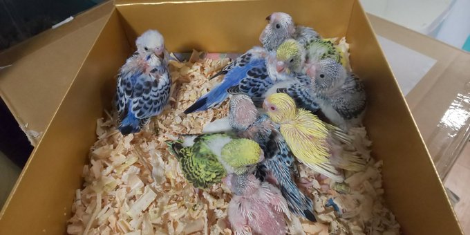 セキセイインコのブリーダーが火災被害 ヒナのお迎え価格高騰が危惧 静岡 浜松 インコ生活 飼い方 育て方の総合情報サイト