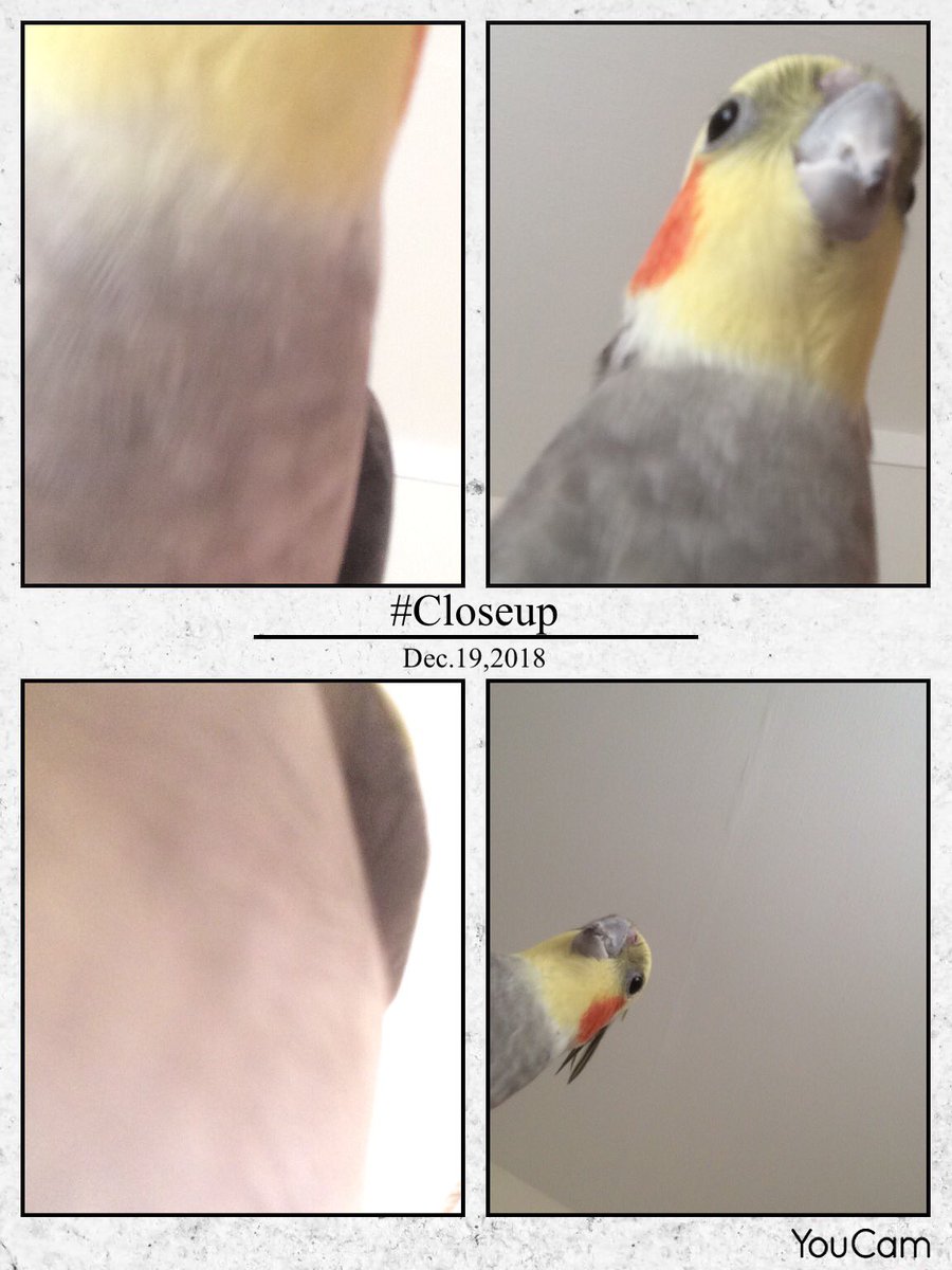 SebastianSquawk's tweet image. I stood on the camera phone #standonthings #closeup #cockatieladventures