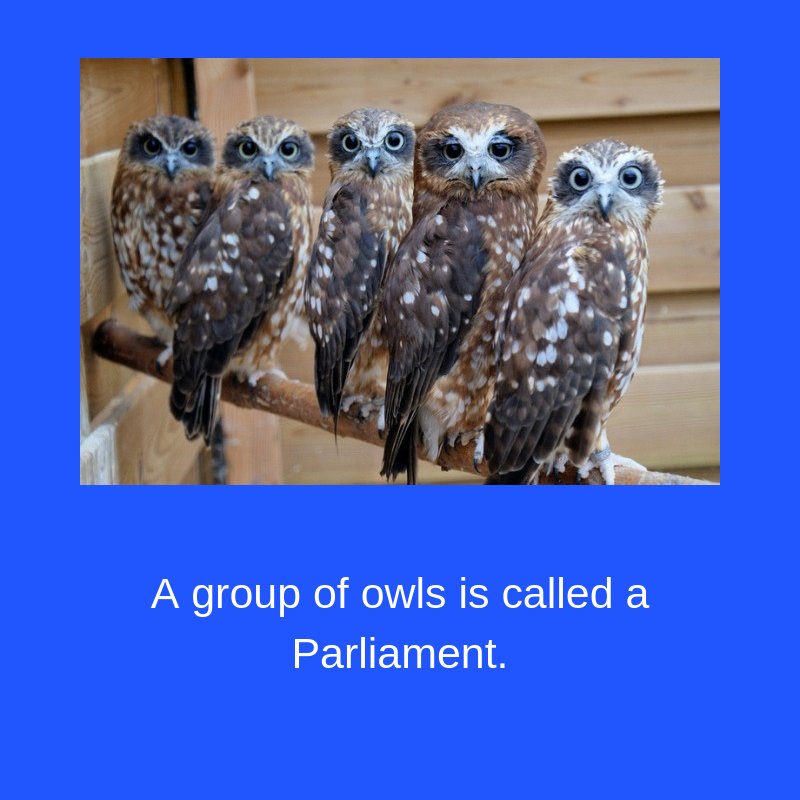 PCPLibrary's tweet image. Fun Fact of the Day!
#PCPLFunFactoftheDay