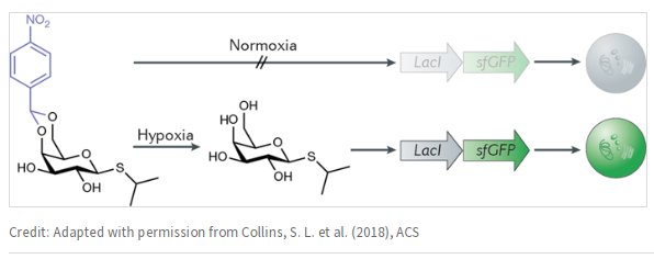 Hunting out hypoxia go.nature.com/2POjYvr
A #ResearchHighlight by <a href="/stephengdavey/">Stephen Davey</a> on work in <a href="/ChemicalBiology/">Laura Kiessling</a> from <a href="/conway_group/">Stuart Conway</a> @Hammond_Lab bit.ly/2PS9kEb