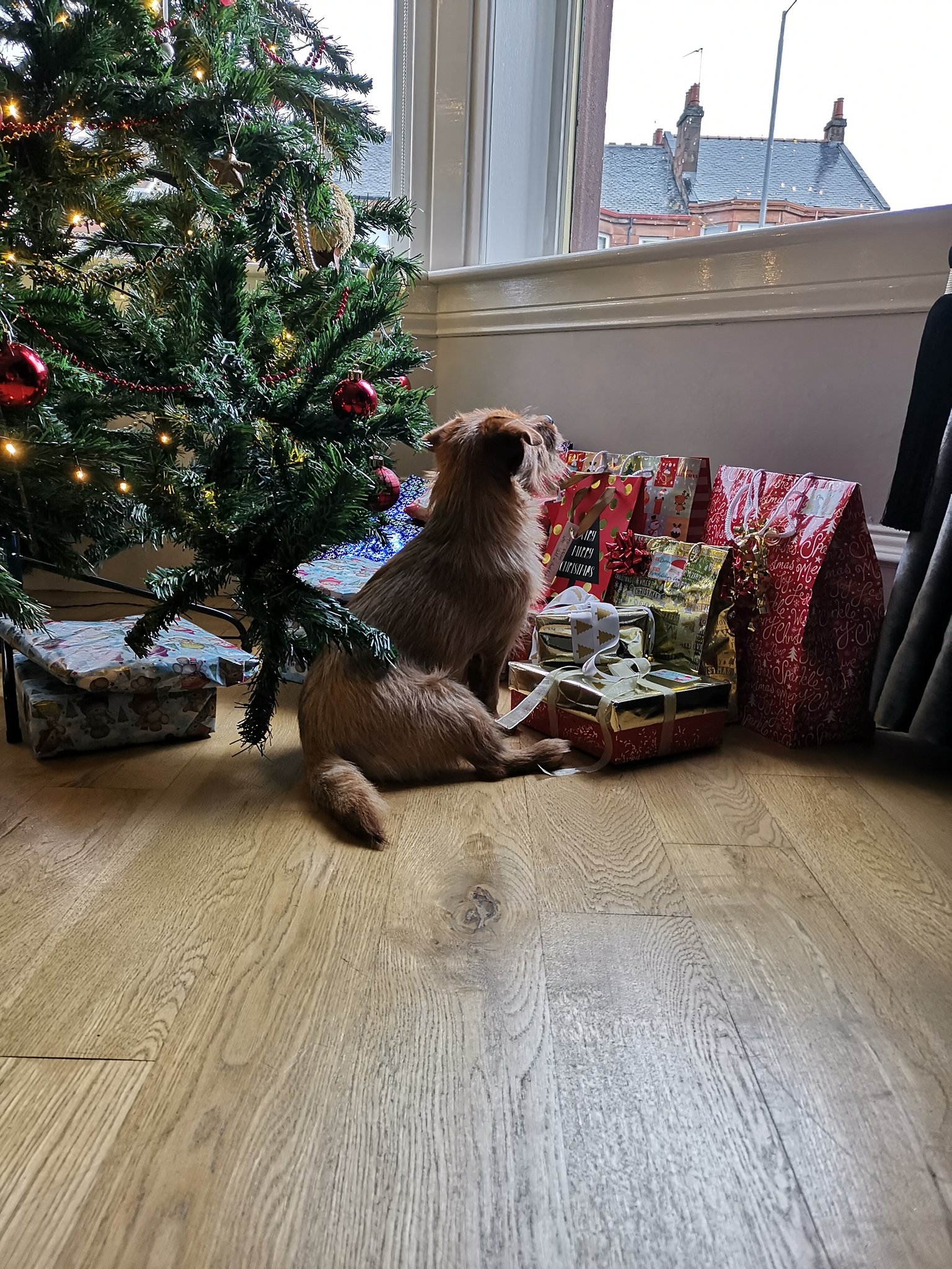 Coco The Norfolk Terrier (CocoNorfolk) / Twitter