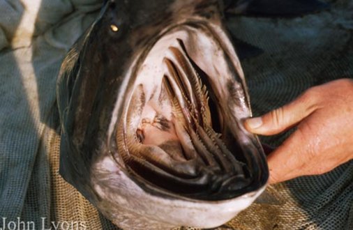 The “Polyodon” part of paddlefish’s scientific name is Greek for "many teeth" which is kind of silly since they have *zero* teeth - the name actually refers to the paddlefish's many gill rakers they use to filter plankton from the water. #25DaysofFishmas
