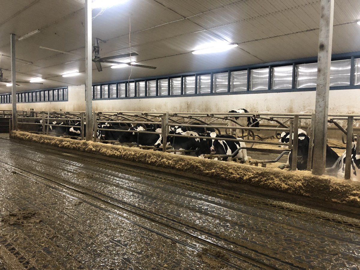 One of my favourite views #cowcomfort #rumination