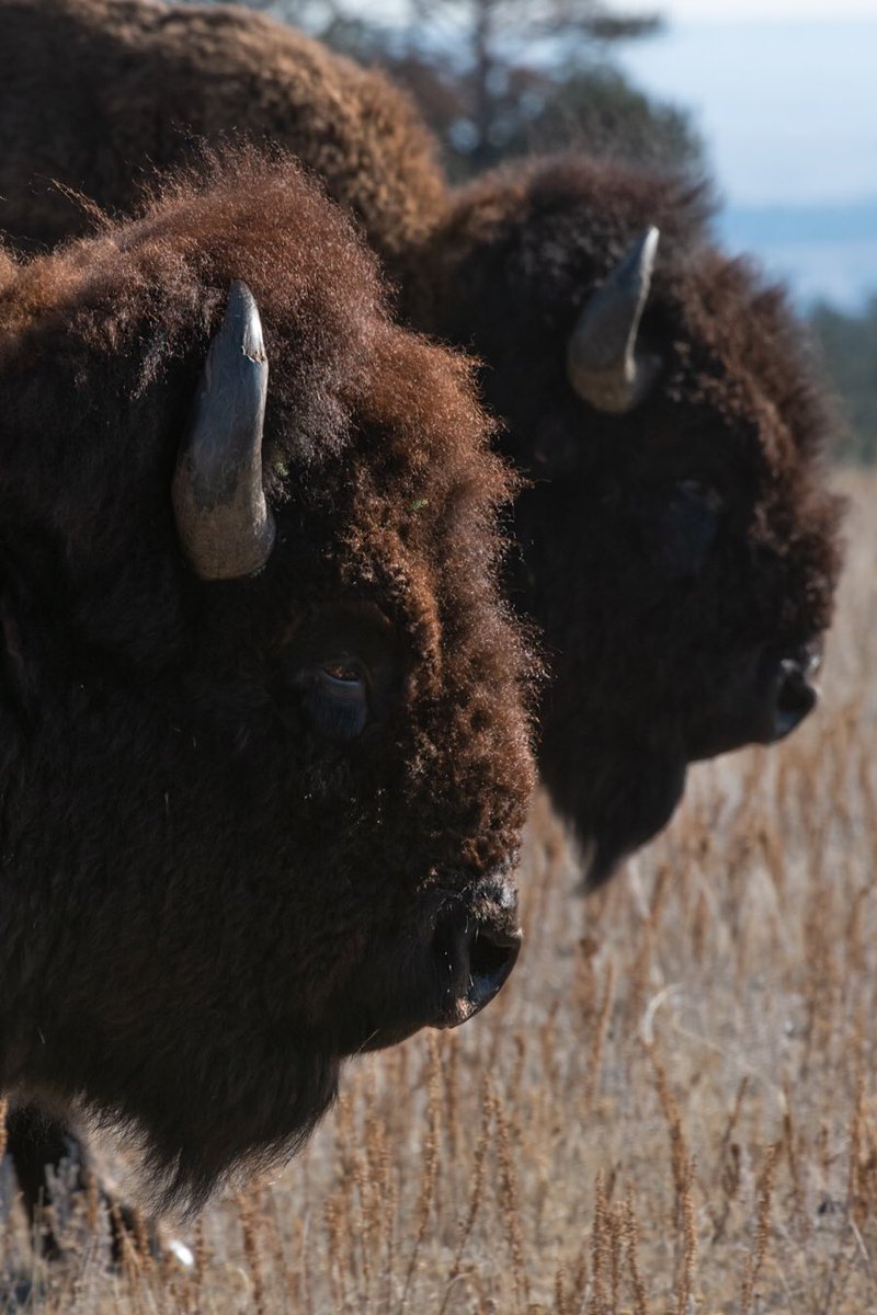 _Iron_Raven's tweet photo. These big bulls walked right past me like I didn’t even exist. Prints available at https://t.co/aH28IrRBCq #ironravenphoto #mattbaars #nature #wildlife #NaturePhotography #wildlifephotography #naturelover #buffalo #followme #photooftheday #newbusiness https://t.co/fYpHbPOuLH