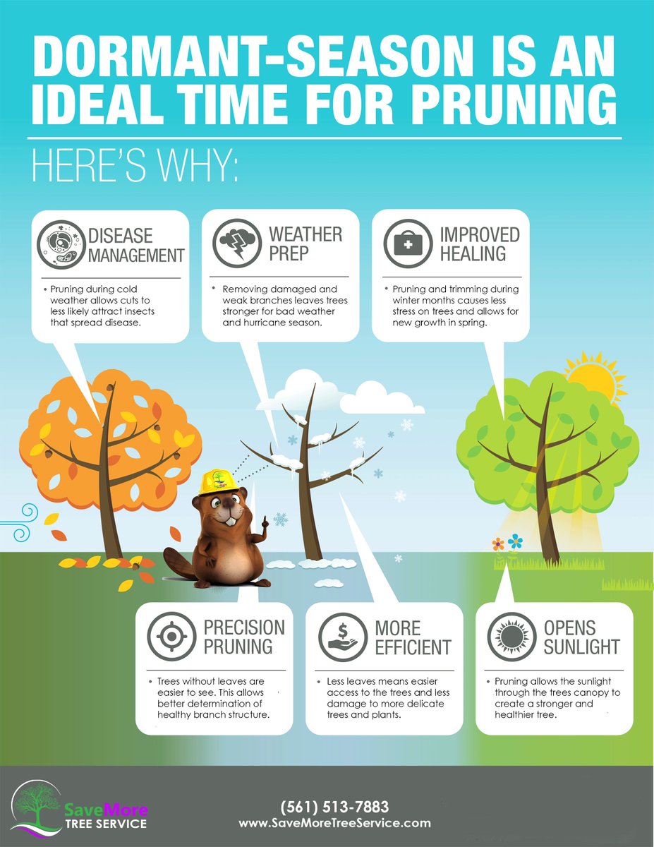 savemoretreesrv's tweet photo. Winter in South Florida (Dormant Season) is an ideal time for Tree Trimming and Pruning. Here is why! > https://t.co/ci7vNgG3AR
#Pruning #TreeTrimming #Winter #Arborist #TreeService #SaveMoreTreeService #PalmBeachCounty https://t.co/VTIZSfb3Zv