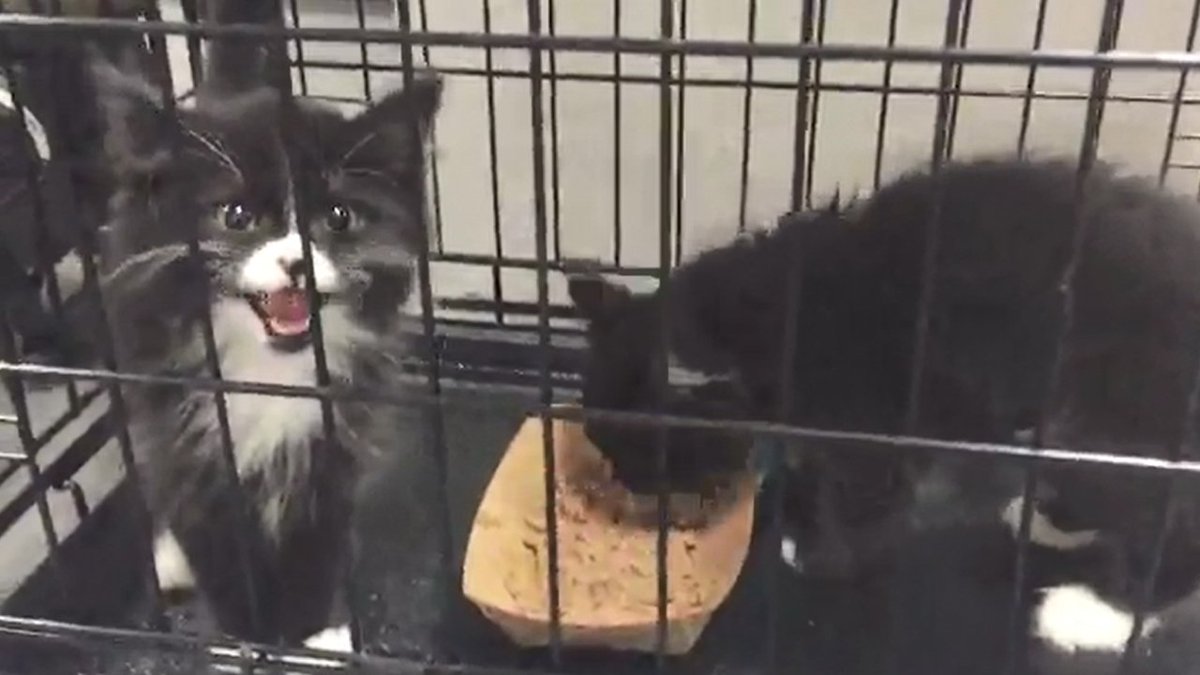 8NEWS's tweet photo. Bill in congress would stop USDA from euthanizing kittens after experiments https://t.co/1i7uUFHvOf https://t.co/l0LMypEqxB
