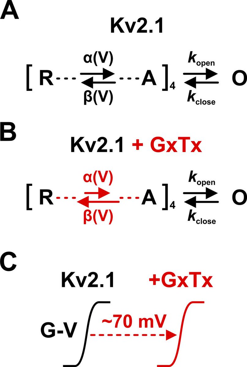JGenPhysiol's tweet photo. Navarro et al. (https://t.co/SPqX4Kys67) discuss new work by Tilley et al. (https://t.co/JxNpwUP3QE) that uses the gating-modifier toxin GxTx to investigate the molecular mechanism of Kv2.1 channel gating https://t.co/RnkamiVIga