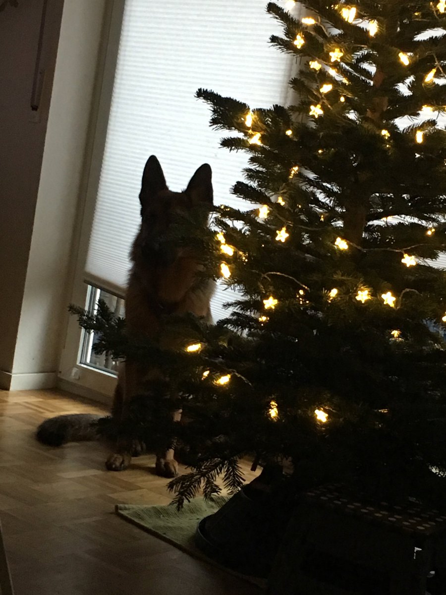 AuxStudents's tweet photo. My #Christmas tree is still in progress but hey here's my awesome dog!🐈🎄
I'm curious to know what your #ChristmasTree looks like. Is it more simplistic? Over the top? Real or fake? Or maybe not even a tree at all? Show me your Christmas Tree! 
#ChristmasCountdown #challenge https://t.co/A743Bqejz6