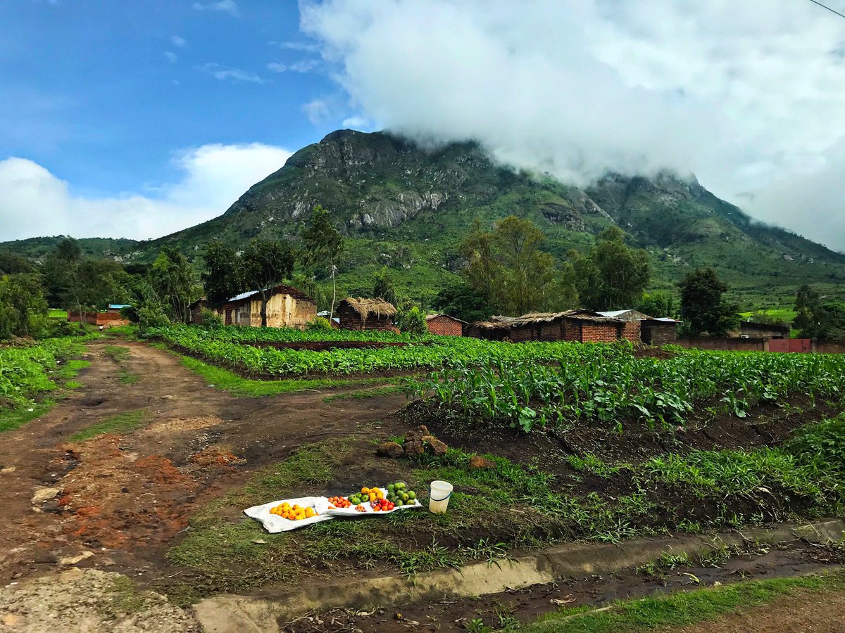 BerryBeeMW's tweet photo. Chiradzulu District, Malawi https://t.co/9n2nOruVDx