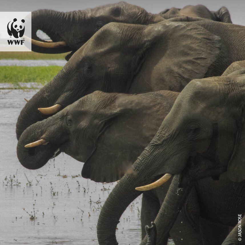 kellyhoppen's tweet photo. Today we are able to share the excellent news that the UK’s Ivory Bill has gained Royal Assent, which means that the bill has officially become law. This means the UK will have one of the toughest elephant ivory sales bans in the world, which will come into force in late 2019. https://t.co/N8XFZq7af0