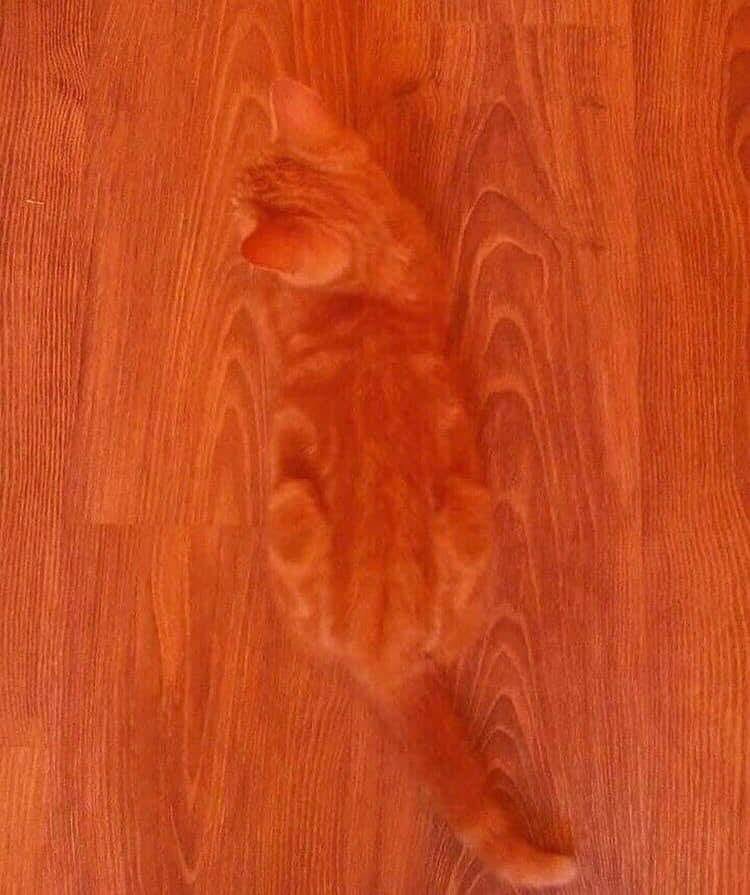 PetOnTube1's tweet photo. What I am supposed to see here ??? 🤔🤔🤔
#cat #gingercat #funny https://t.co/0waS7TEaZp