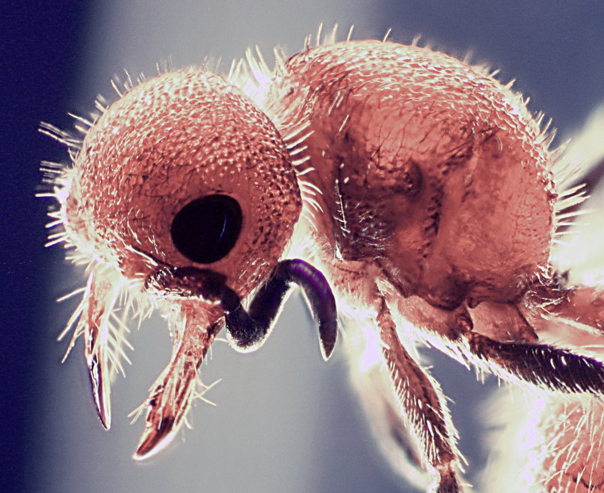MAG2ART's tweet image. #Photograph of an #ant acquired through a #microscope.