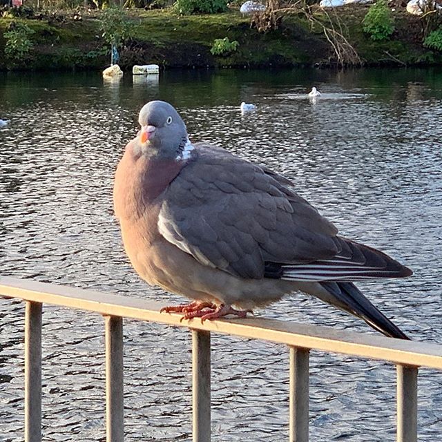 Big fat pidgeon 353/365