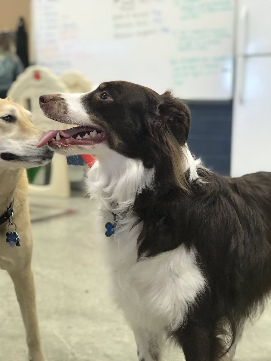PAWS548_NFHS's tweet photo. Having a terrific Thursday in the daycare with some new pups! Welcome Koda, Socks, and Jake!! https://t.co/NRRTjwJG75