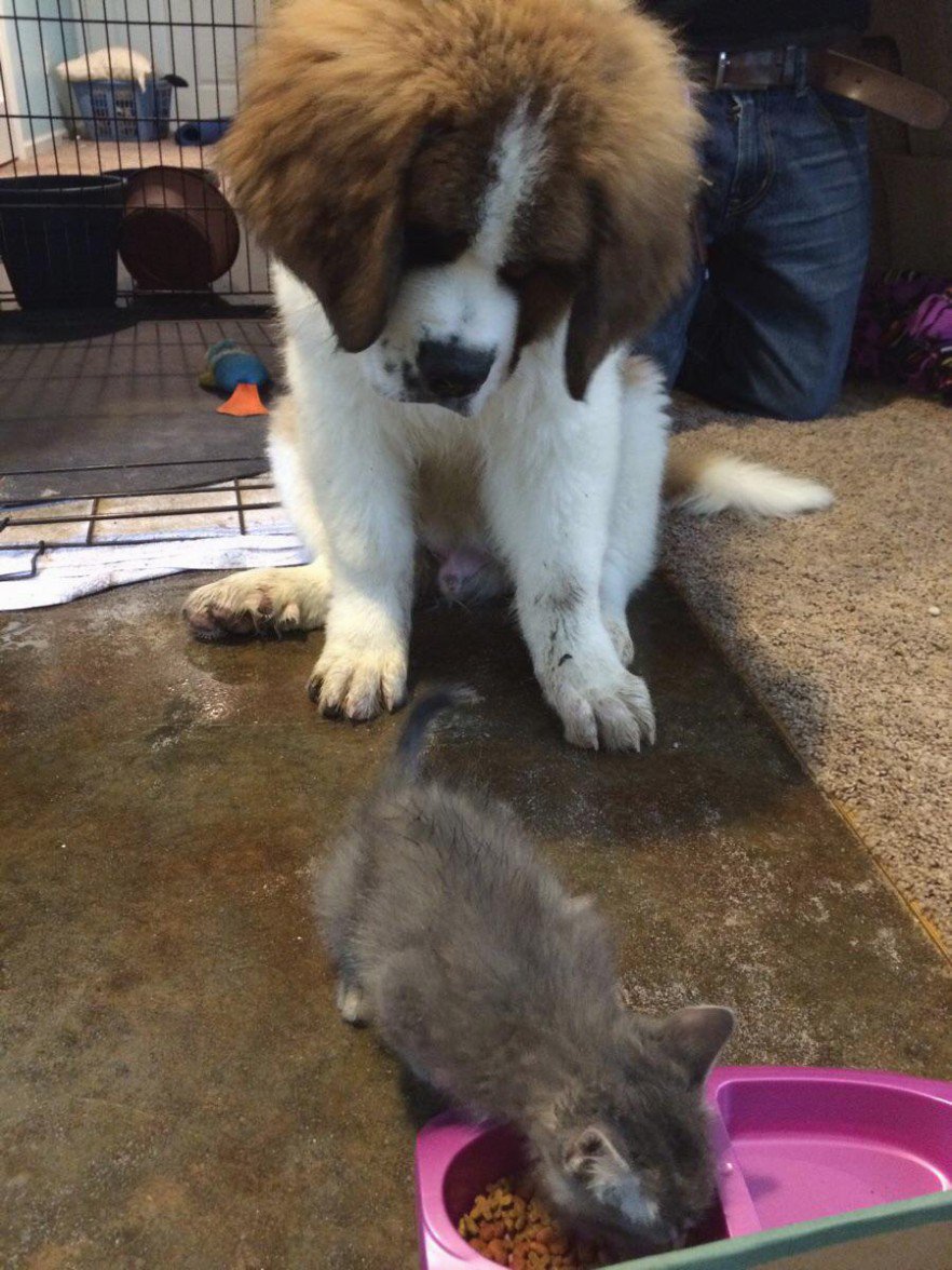 WeLikeAnimals's tweet photo. "What is this thing?" https://t.co/X8ORPZ57bM
