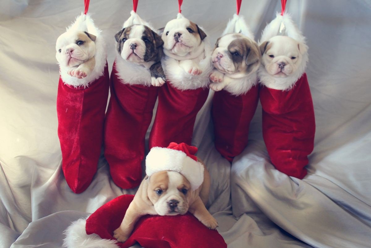 LisaGDiaz1's tweet photo. #dog
#christmasdogs 
#doglovers https://t.co/xHr801tCdm