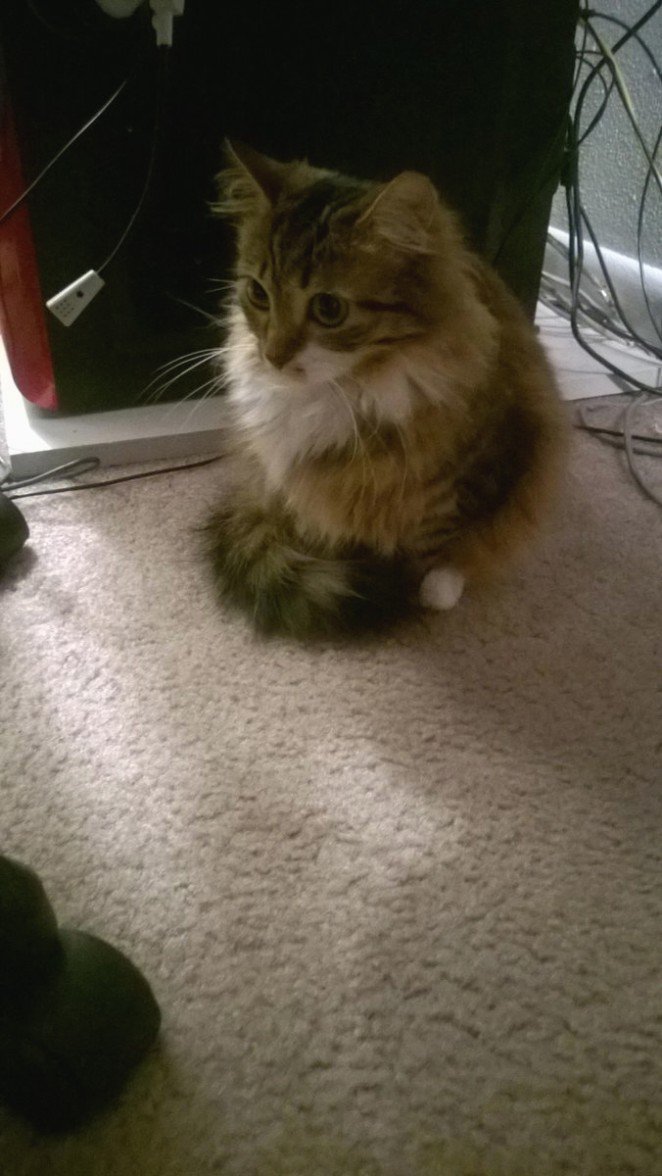 CatSurge tweet media