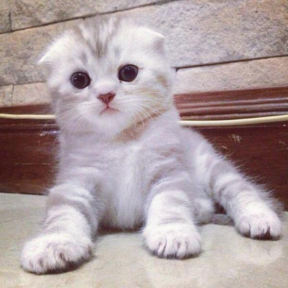 OurLovelyNature's tweet photo. Cutest eyes ever! ' https://t.co/8mTXAqSJyI