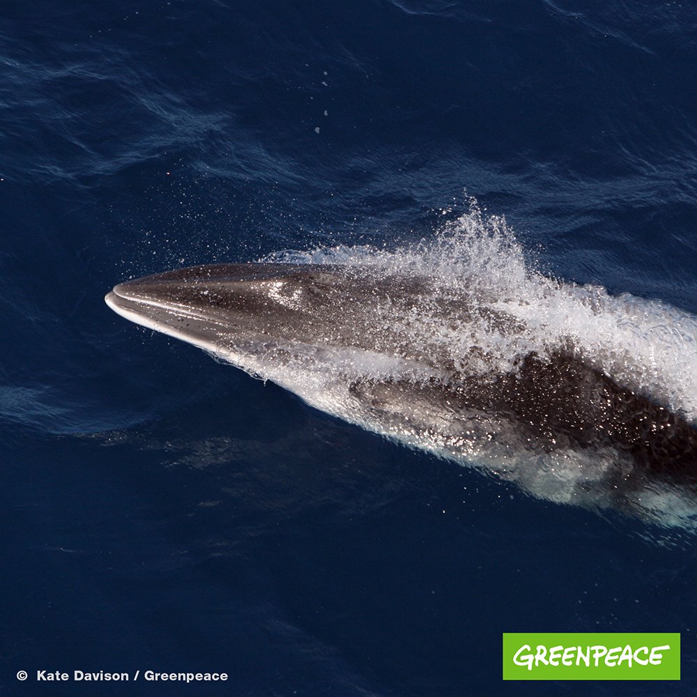 Greenpeace E V Japan Tritt Aus Der Internationalen Wafangkommission Iwc Aus Und Will Wale Im Eigenen Hoheitsgebiet Wieder Kommerziell Jagen T Co Lstc4matuh Kyodo News T Co 3bipt8gkzt Walfang T Co 2a7sb2tqqt