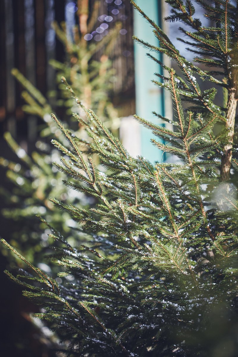 Our trees have been grown and nurtured here on the farm for 6 to 10 years. Prices start from £15 and you can select your last minute Christmas tree until 12pm on Christmas Eve.