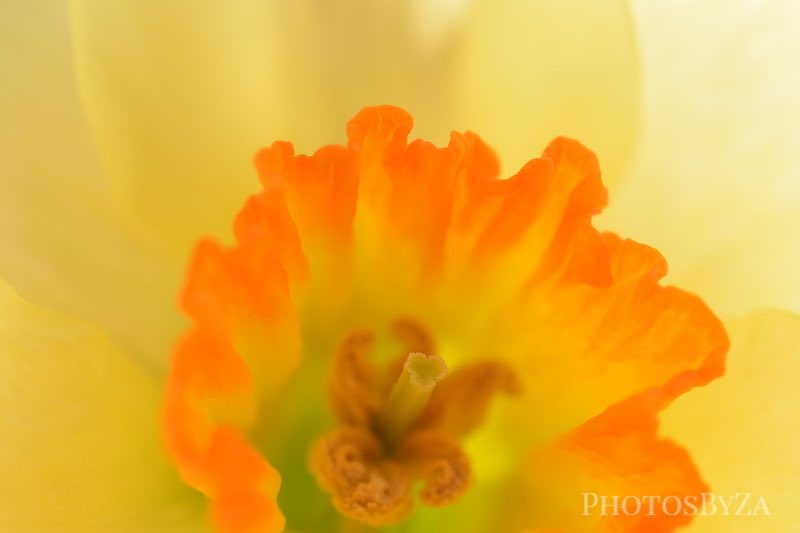 PhotosByZA's tweet photo. https://t.co/EkFXQQZK35