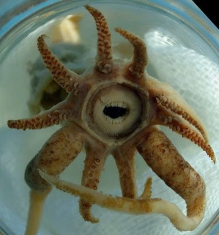 closeup of the center of a squid's buccal mass